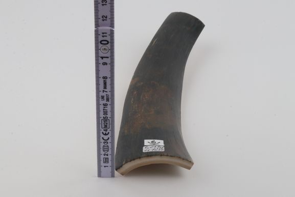 Brown-blue mammoth bark