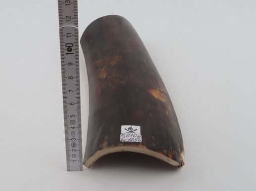 Brown mammoth bark