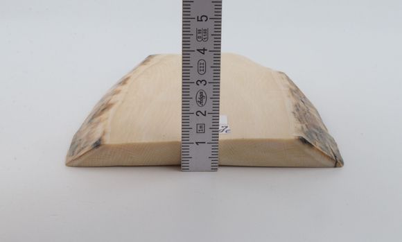 White mammoth ivory segment