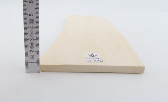 White mammoth ivory segment