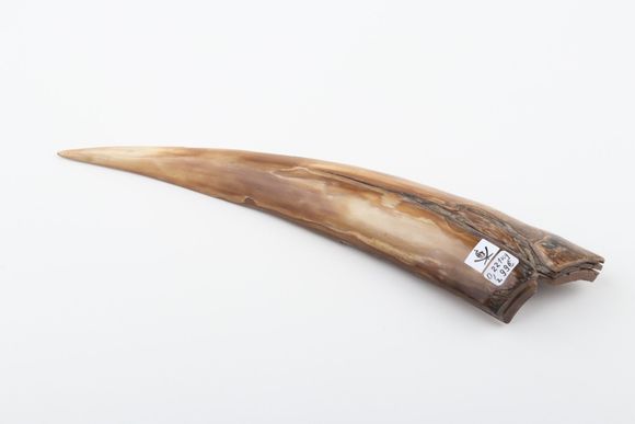 Woolly mammoth tusk piece