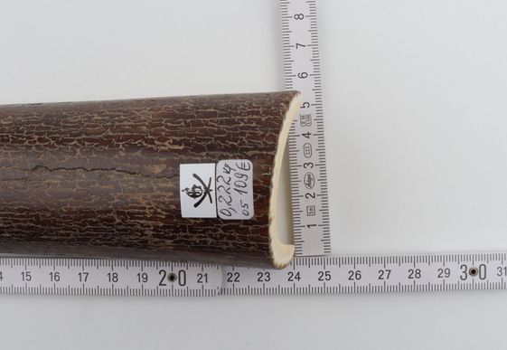 Brown mammoth bark