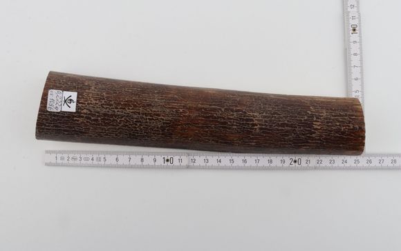 Brown mammoth bark