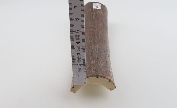 Brown mammoth bark
