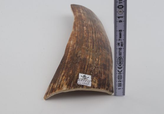 Brown mammoth bark