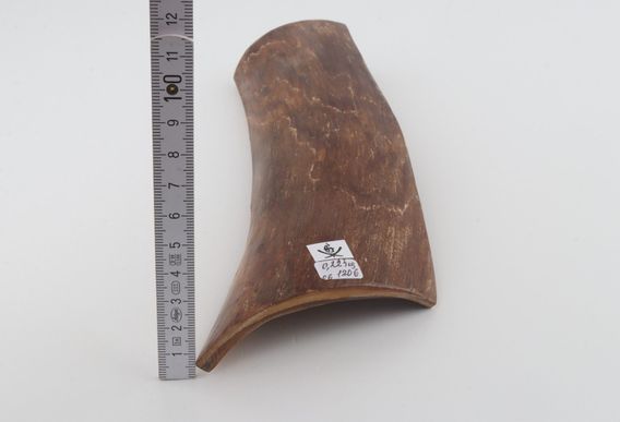Brown mammoth bark