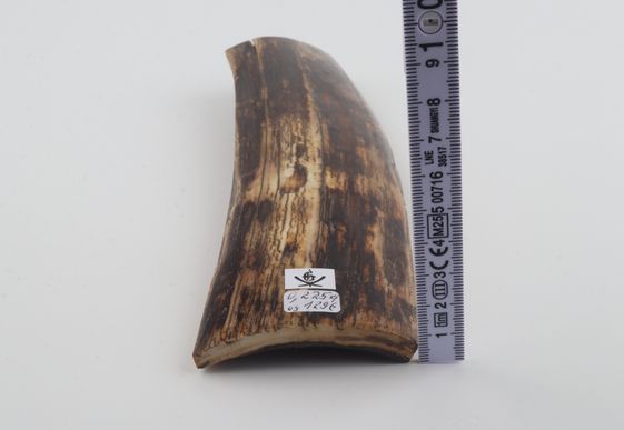 Brown mammoth bark