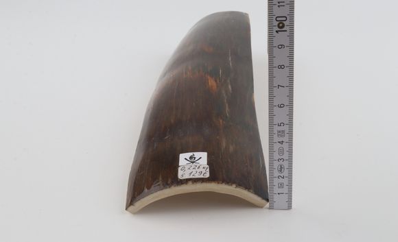 Brown mammoth bark