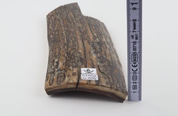 Brown-mustard mammoth bark