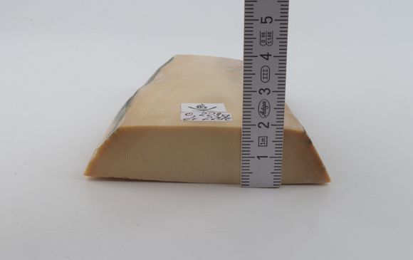 White mammoth ivory segment