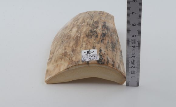 Beige mammoth bark