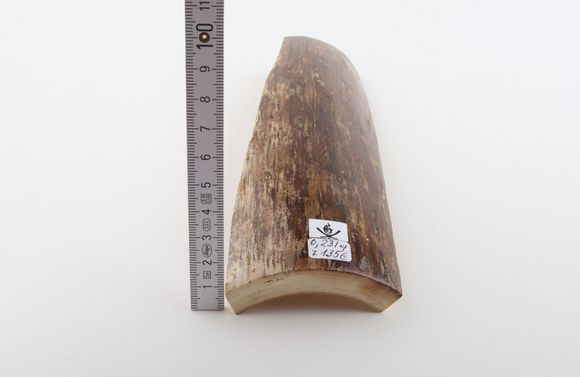 Brown mammoth bark