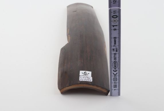 Brown mammoth bark