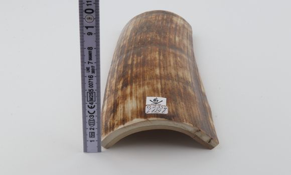 Orange-brown mammoth bark