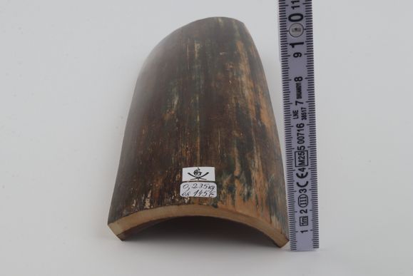 Brown-blue mammoth bark