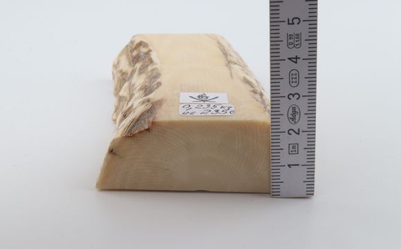 White mammoth ivory segment