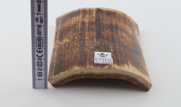 Brown-orange mammoth bark