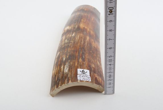 Brown-red mammoth bark
