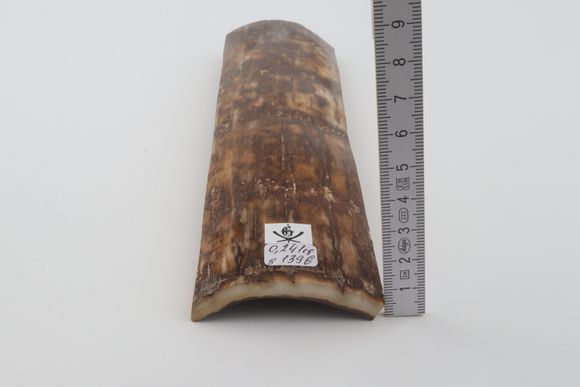 Brown mammoth bark