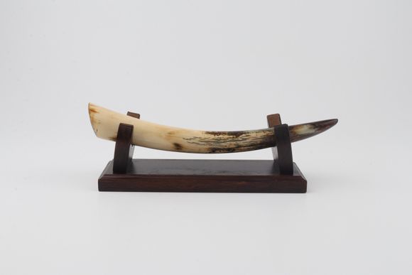 Restored mammoth tusk tip