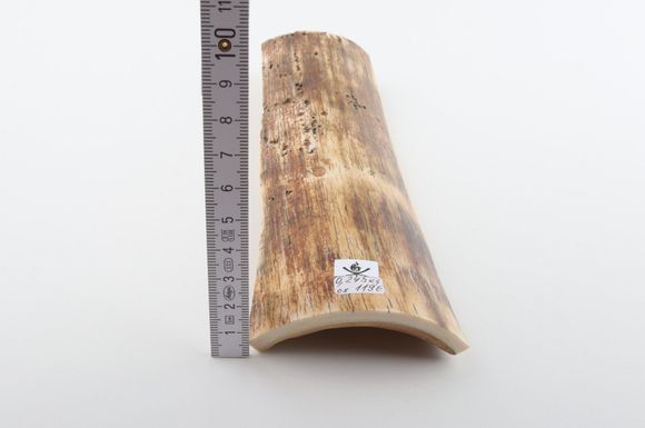 Beige mammoth bark