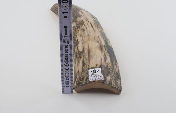 Grey-white mammoth bark