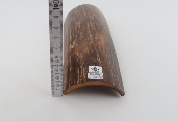 Brown mammoth bark