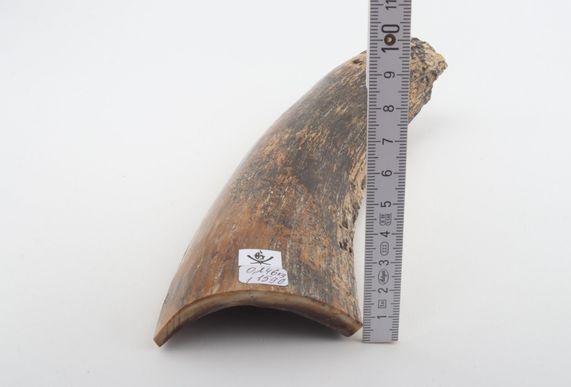 Beige-black mammoth bark
