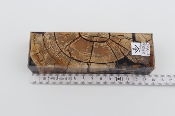 Stabilised mammoth ivory block