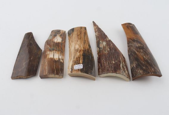 Natural mammoth bark pieces