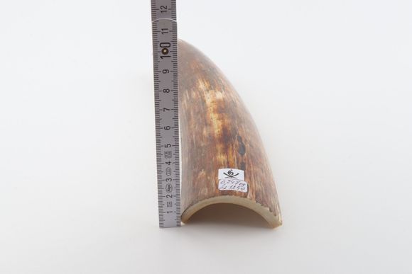 Orange-brown mammoth bark