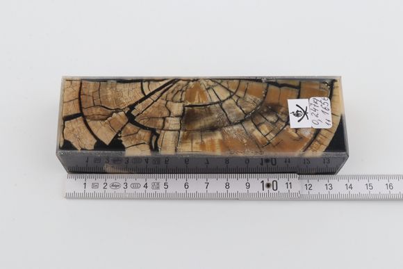 Stabilized mammoth ivory block