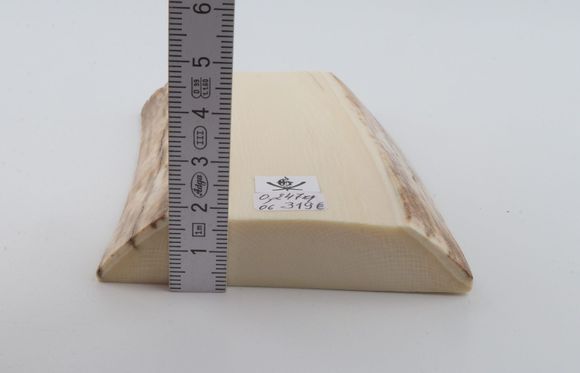 White mammoth ivory segment