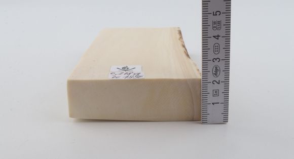 White mammoth ivory segment