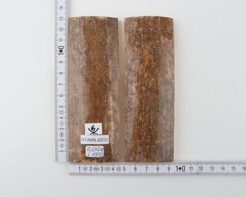 Stabilised mammoth bark scales