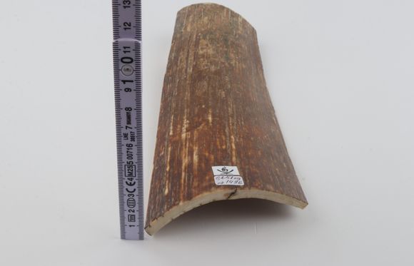 Brown-orange mammoth bark