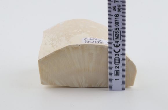 White mammoth ivory segment