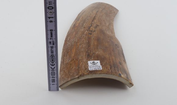 Beige mammoth bark