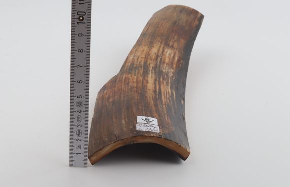 Brown mammoth bark