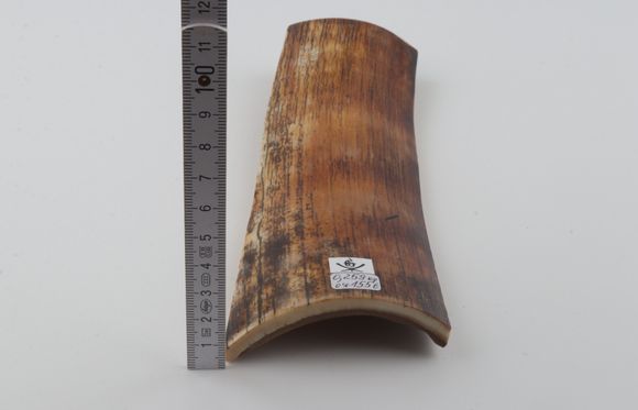 Orange-brown mammoth bark