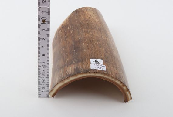 Beige mammoth bark