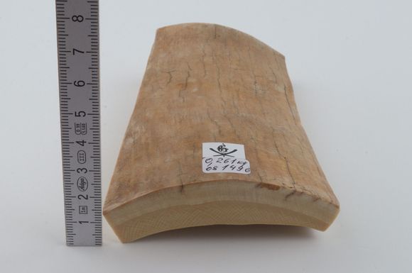 Yellow mammoth bark