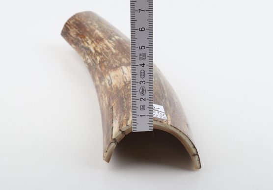 Beige-brown mammoth bark