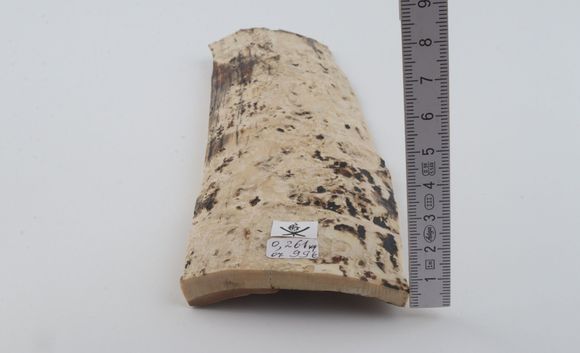 White mammoth bark