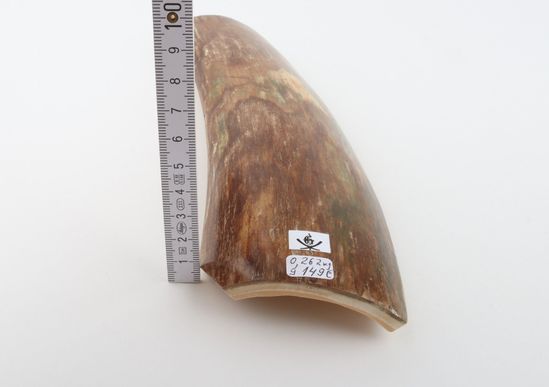 Green-brown mammoth bark