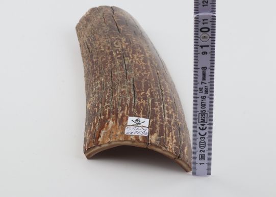 Brown mammoth bark