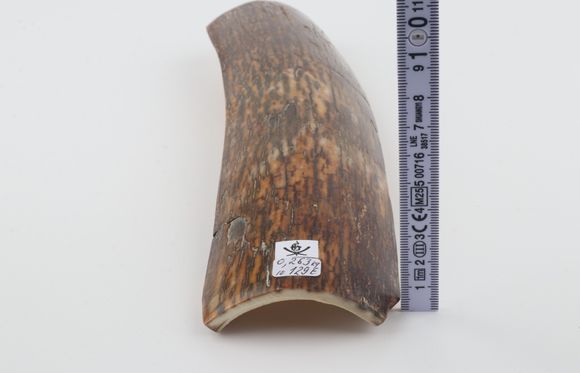 Brown-green mammoth bark