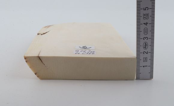 White mammoth ivory segment