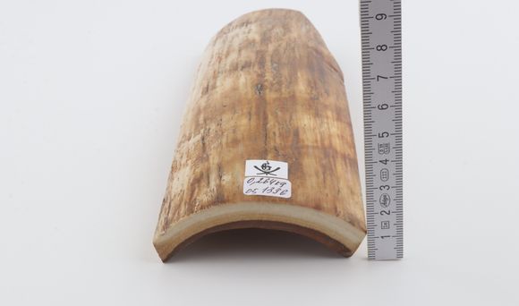 Beige-yellow mammoth bark