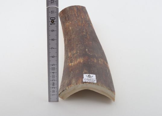 Brown-red mammoth bark